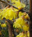 Chimonanthus praecox Luteus11